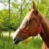 Licol éthologique à noeuds corde fine - Riding World