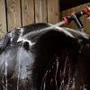Pistolet de lavage cheval avec réserve de shampoing Smart Grooming - KM Elite
