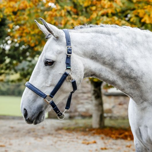 Licol cuir synthétique cheval Grooming - Horseware