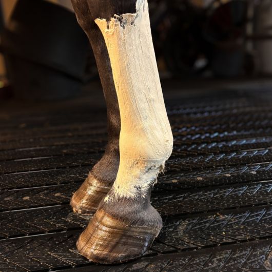 Recup Clay Argile de récupération cheval - Kevin Bacon's