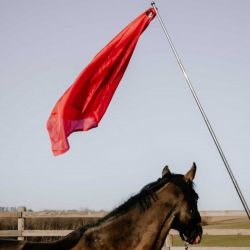 Drapeau de désensibilisation cheval téléscopique