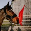 Drapeau de désensibilisation cheval téléscopique