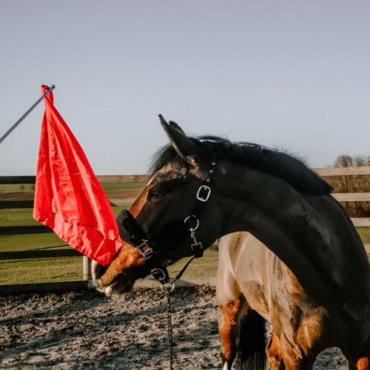 Drapeau de désensibilisation cheval téléscopique