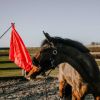 Drapeau de désensibilisation cheval téléscopique