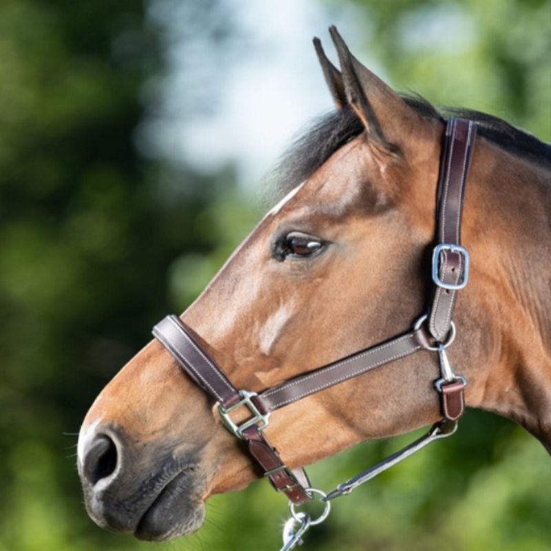 Licol cuir cheval boucles argent - HFI