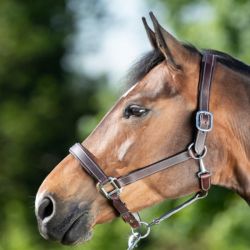 Licol cuir cheval boucles argent - HFI