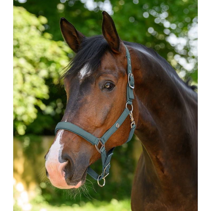Licol cheval Trinidad - Waldhausen