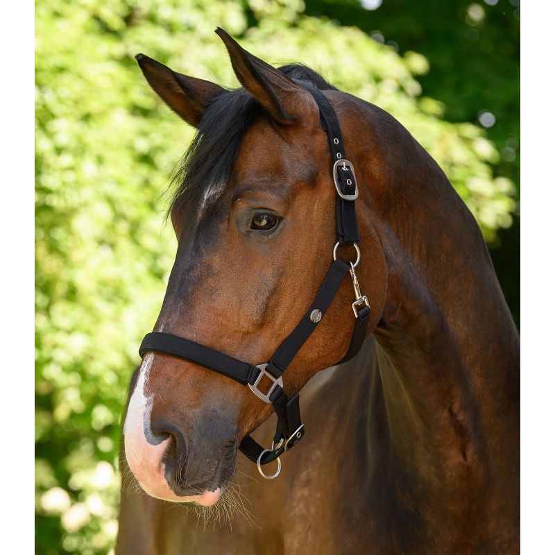 Licol cheval Trinidad - Waldhausen