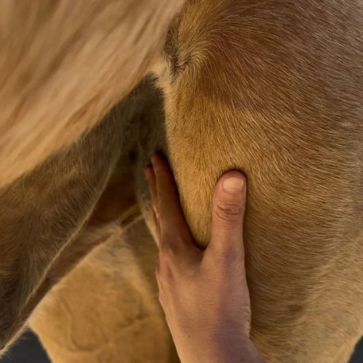 Sérum Protection Estivale anti-mouche cheval zones sensibles - Nellumbo