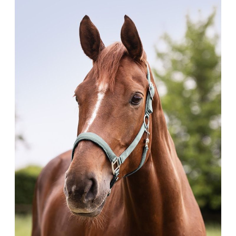 Licol cheval nylon doublé Satin - Waldhausen