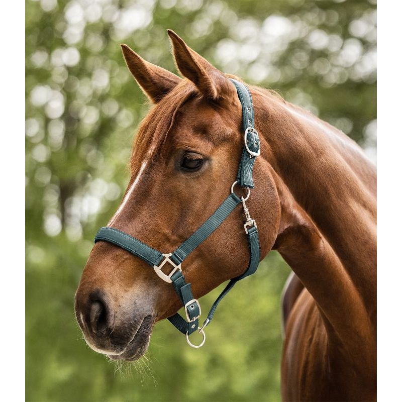 Licol cheval nylon doublé Satin - Waldhausen