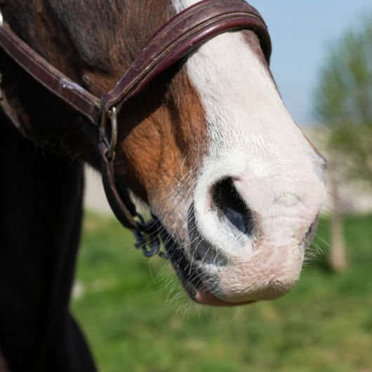 Crème solaire cheval Natural Sun - Natural Innov
