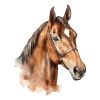 Sticker déco tête de cheval