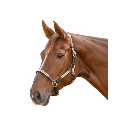 Licol cuir cheval X-Line Oxford - Waldhausen