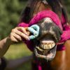 Friandises cheval Bretzels glacés Rainbow World x6 - Candy Horse