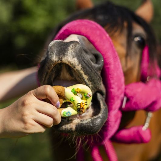 Friandises cheval Bretzels glacés Rainbow World x6 - Candy Horse