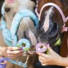 Friandises cheval Donuts au glaçage Rainbow World x2 - Candy Horse
