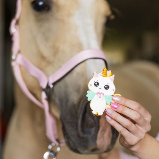 Friandises cheval Biscuits glacés Rainbow World chaton - Candy Horse