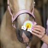 Friandises cheval Biscuits glacés Rainbow World arc-en-ciel - Candy Horse