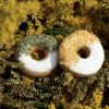 Friandises cheval Donuts aux herbes avec glaçage calendula et persil - Candy Horse