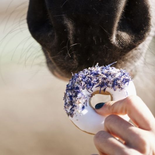 Friandises cheval Donuts aux herbes avec glaçage rose sauvage et bleuet - Candy Horse