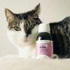 Le Zen chien et chat - Nutragile