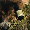 Le Détox chien et chat - Nutragile