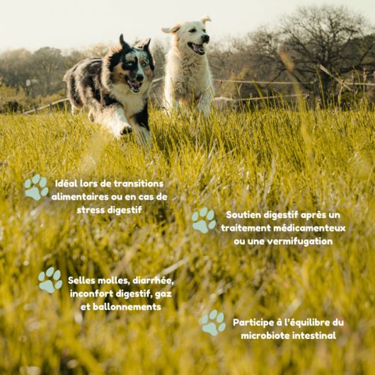 Argile alimentaire + chien et chat - Nutragile