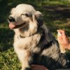 Cicanat spray chien et chat - Nutragile