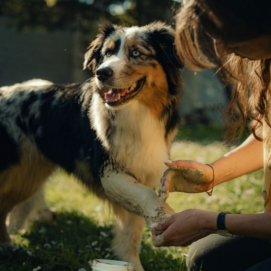 Cataplasme naturel argile chien et chat - Nutragile