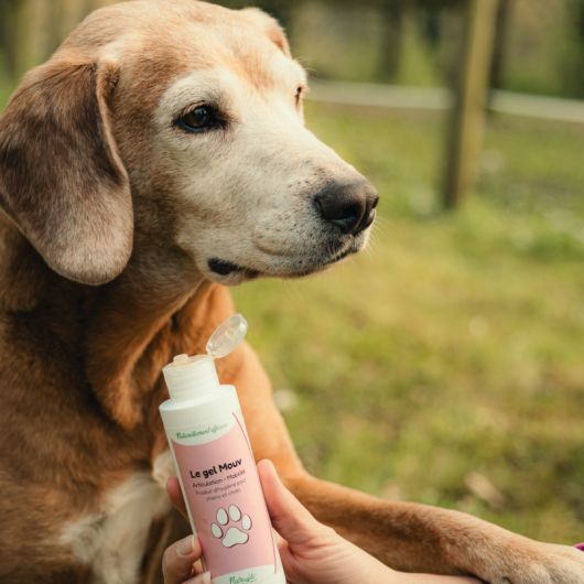 Le gel Mouv chien et chat - Nutragile