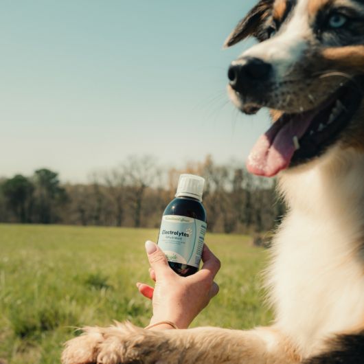 Electrolytes chien et chat - Nutragile