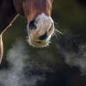 Respiration cheval