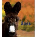 Poney et âne