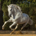 Vitamines cheval
