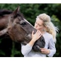 Cheval sénior