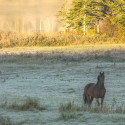 Pré et Paddock