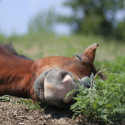 Récupération cheval