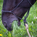 Fourbure cheval