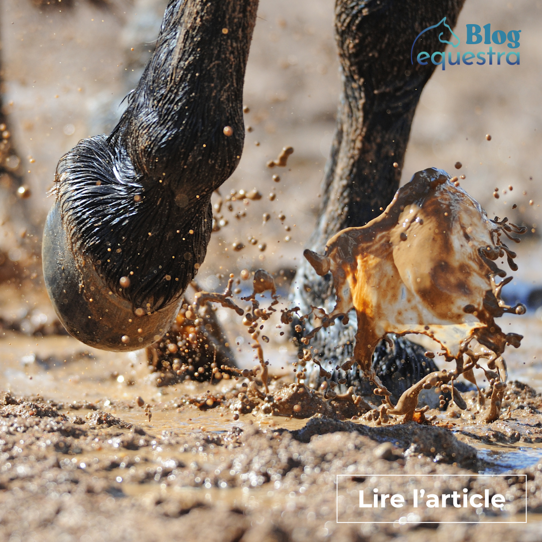 Comment prendre soin de mon cheval en Automne ?