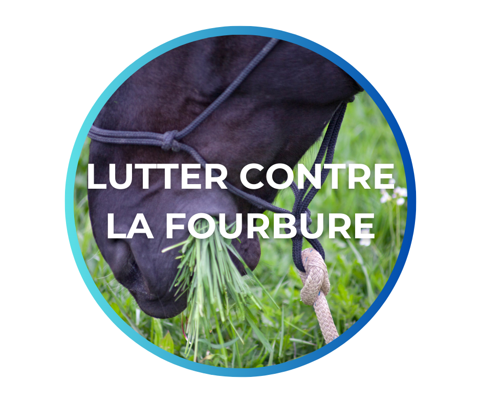 Shampoing pour chevaux