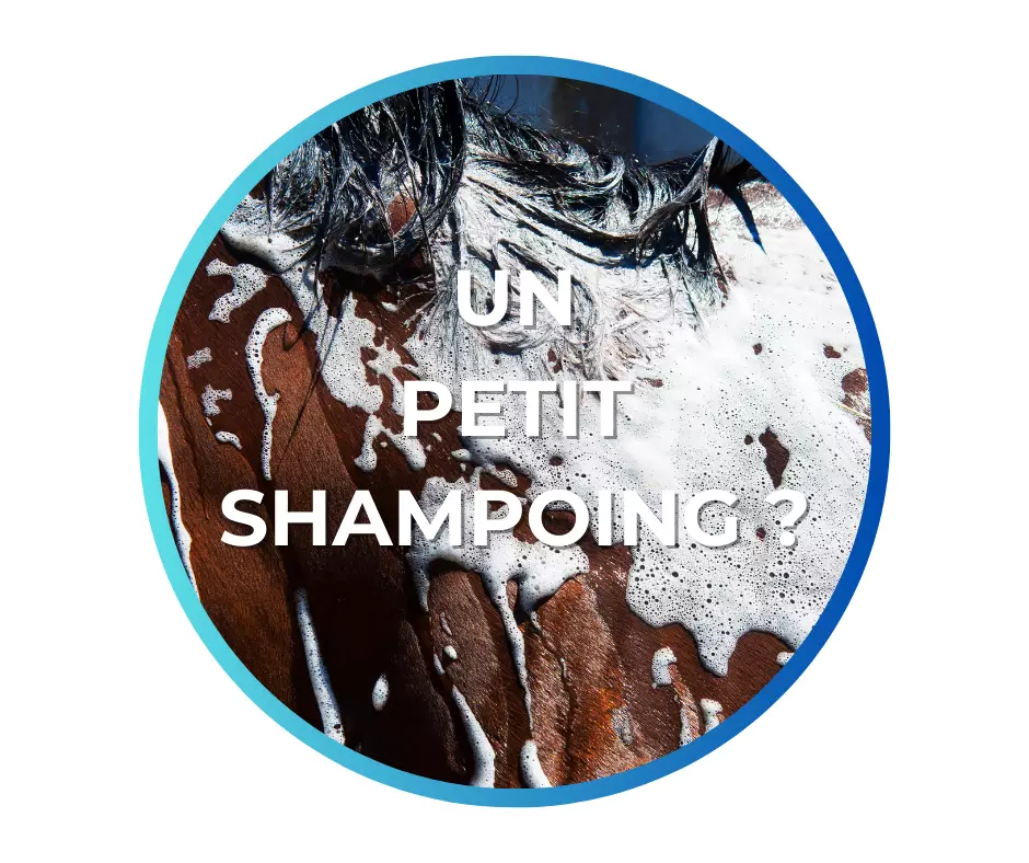 Shampong pour chevaux