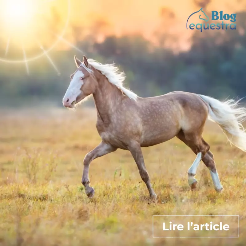 Comment aider mon cheval à affronter la chaleur ?