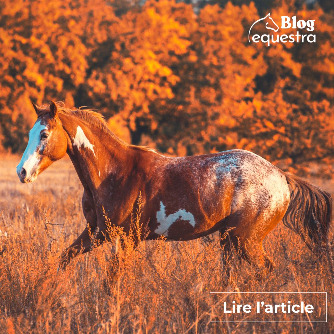 Comment prendre soin de mon cheval en Automne ?