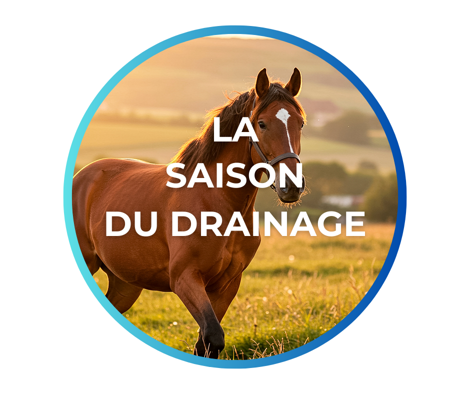 Drainants cheval