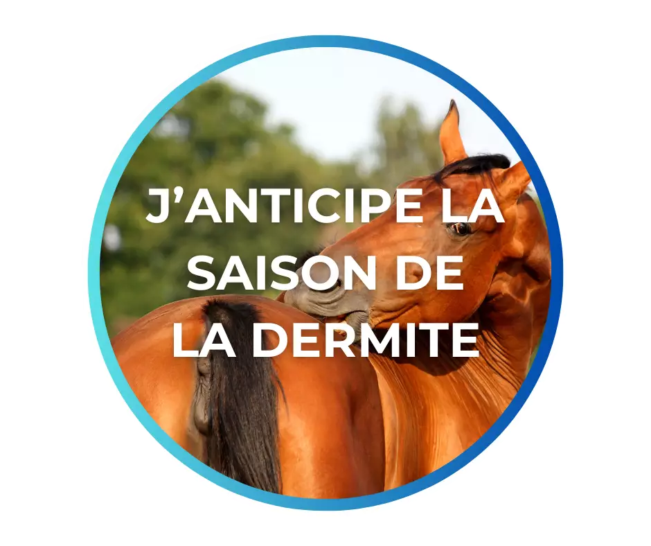 Dermite estivale cheval