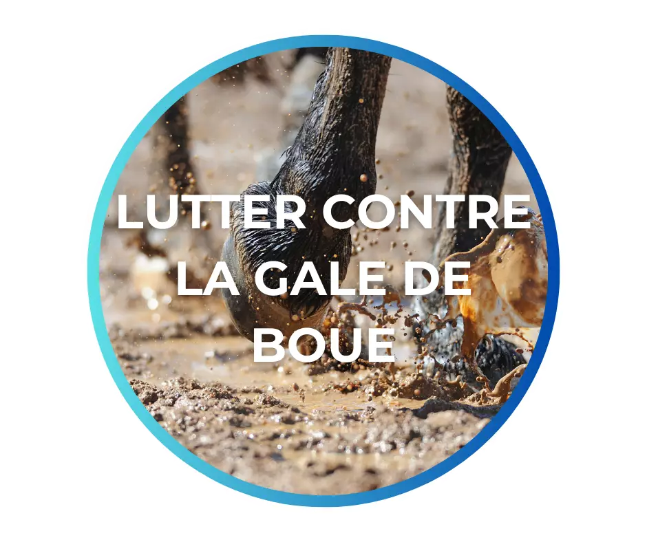Soins gale de boue cheval