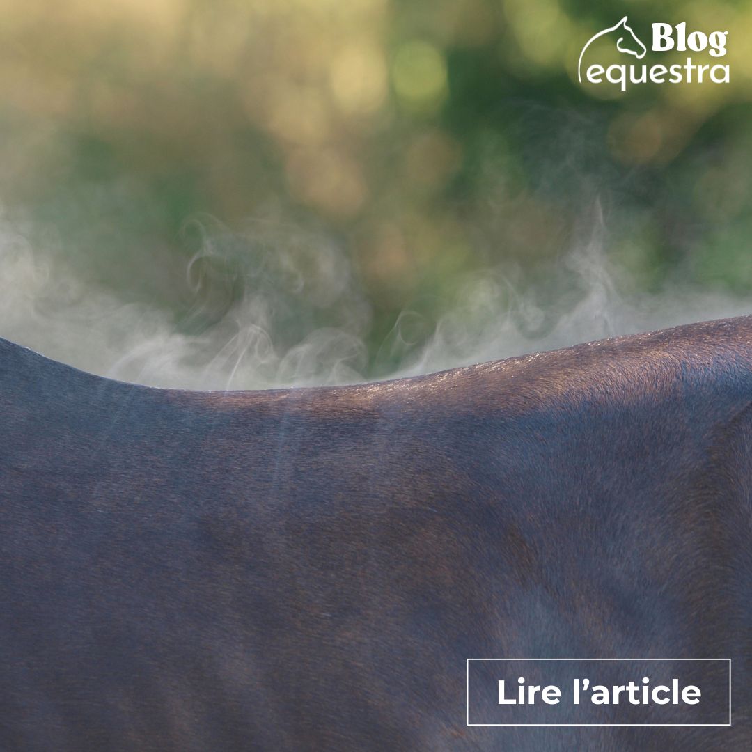 pourquoi donner des éléectrolytes à mon cheval ?