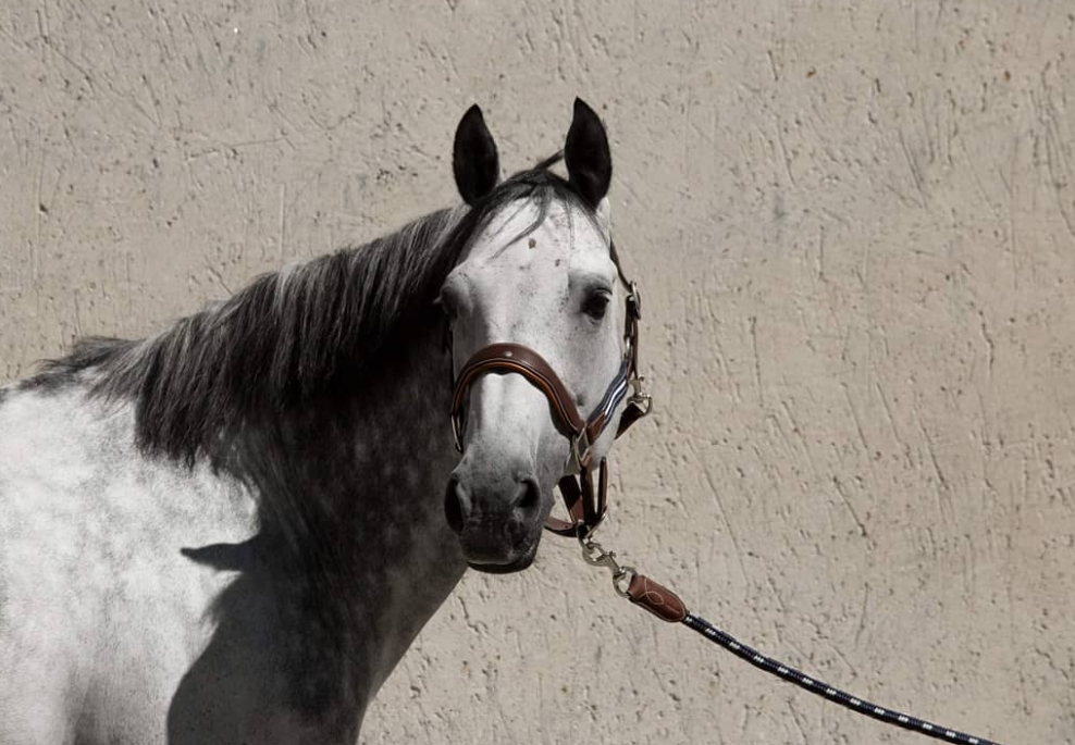 longe Signature Antarès - Equestra