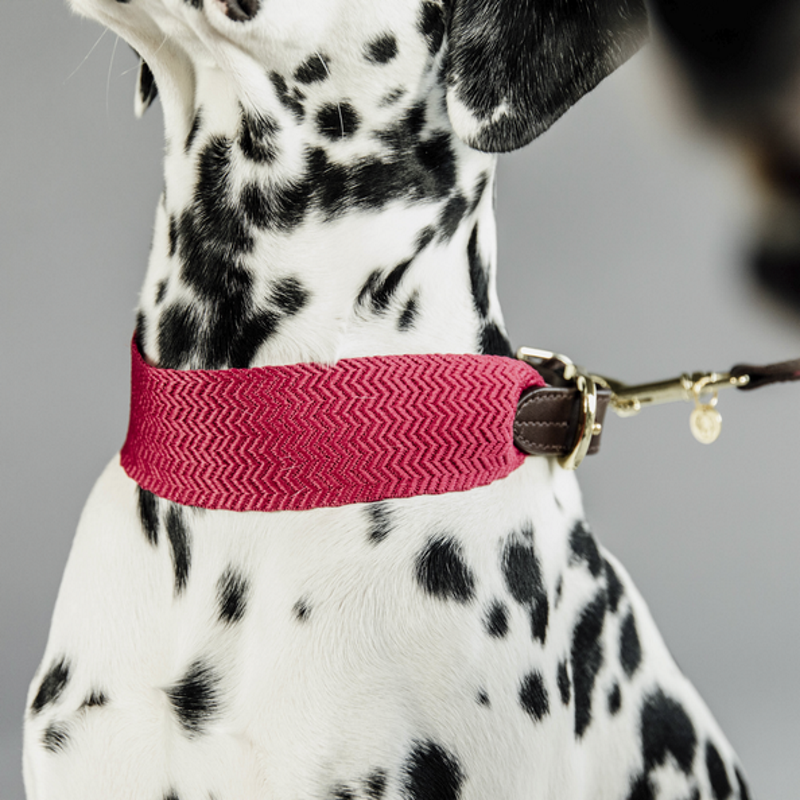 collier chien Jacquard Kentucky Dogwear - Equestra